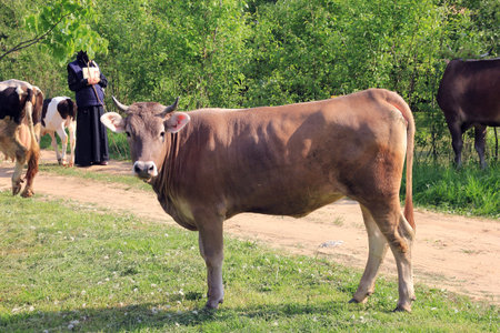 brown cow with horns looking at us and the picturesque rural view with cows, road and nun in backgroundの写真素材