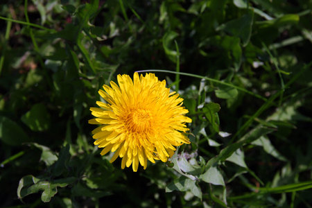 beautiful wild yellow bud flower dandelions with petals on green grass closeup