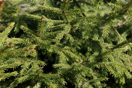 beautiful green spruce branches of fir tree with needles foreground closeup