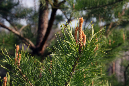 branch of beautiful blossoming pine tree with green long needles and new shootの写真素材