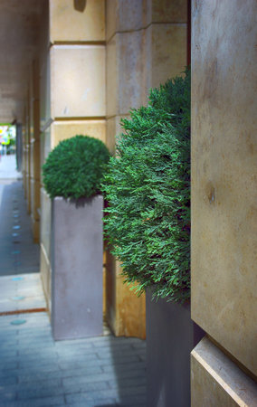 two green decorative artificial ball-shaped boxwood shrubs on urban street square flowerbed at wall and building entrance in Moscow, Russiaの写真素材