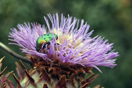 big green beetle Cetonia aurata on flower bud of Cardoon or Cynara cardunculus or artichoke thistle closeupの写真素材