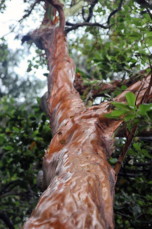 interesting beautiful trunk of Arbutus andrachne or Greek Strawberry Treeの写真素材