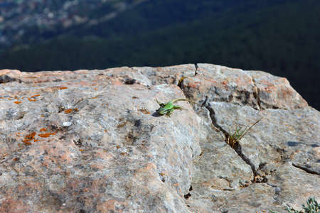 green lizard on white rocks on mountain peak Ai-Petri in Crimea in summerの写真素材