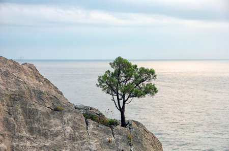 lonely crimean green pine on cliff on background of blue Black sea in Crimeaの写真素材