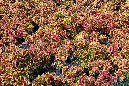 Plectranthus scutellarioides commonly known as coleusの写真素材