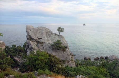 lonely crimean green pine on cliff on background of blue Black sea in Crimeaの写真素材