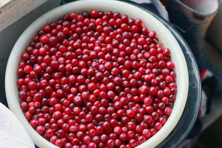 bucket full of ripe red cranberriesの写真素材