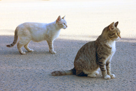 two purebred cats - white and  striped mongrel  in the street on the pavement