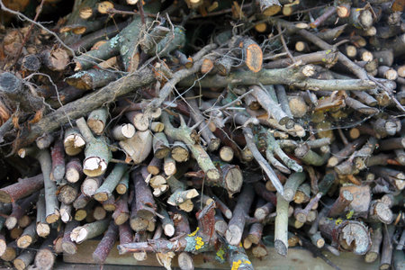 a bunch of cut branches or brushwood as firewood, a view of the branches from the end face