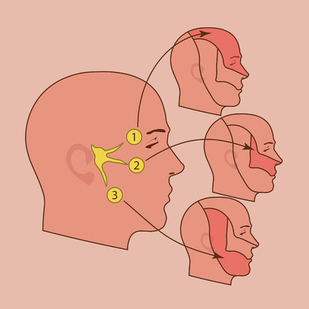 The trigeminal nerveのイラスト素材