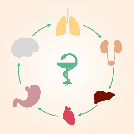 Medical scheme infographics human organs: heart, lungs, liver, kidneys, brainのイラスト素材