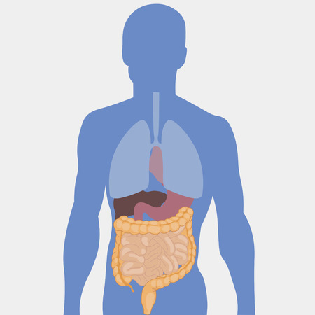 Human intestines, detailed medical illustrationのイラスト素材
