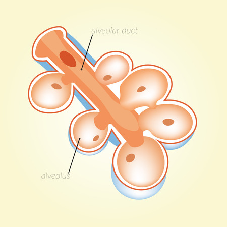 Alveolar duct, alveolus. Human anatomy. mechanical ventilationのイラスト素材