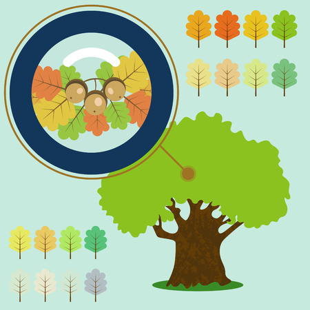 Infographic of old oak, acorn under the loupeのイラスト素材