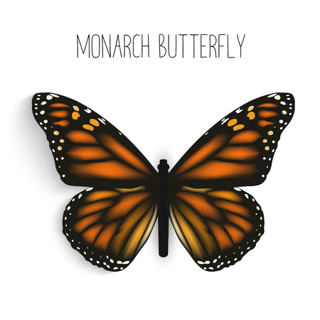 Monarch butterfly isolated realistic.のイラスト素材