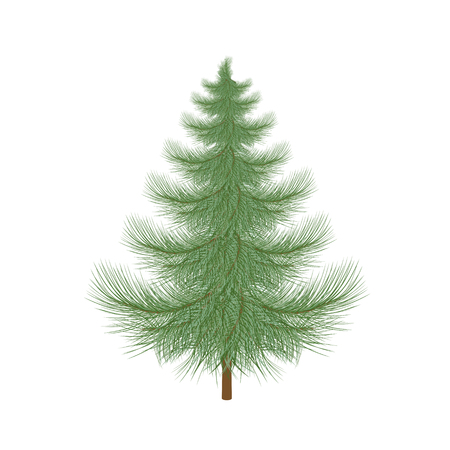 Fluffy green Christmas tree to decorate.のイラスト素材
