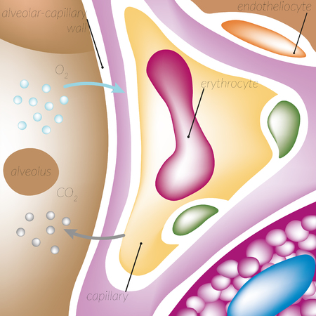Perfusion of blood through the capillaries of the lungs, alveolar-capillary wall, the alveoli, oxygen, carbon dioxide, endotheliocyte, erythrocyte capillary.のイラスト素材