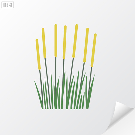 Reeds on white background.のイラスト素材