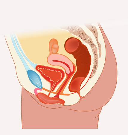 Female reproductive system median section. Female genital organs. Vector illustrationのイラスト素材
