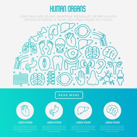 Human internal organs concept in half circle with thin line icons. Vector illustration for banner, web page, print media.のイラスト素材