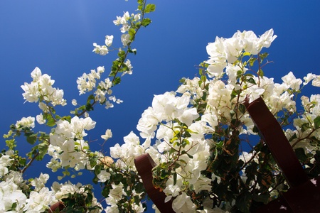 white flowers on the blue backgroundの写真素材