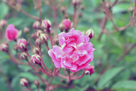 Small pink rose blossoms.の写真素材
