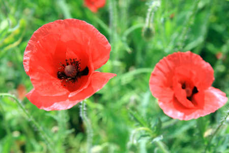 Summer  Poppy  Italy, Toscana  の写真素材