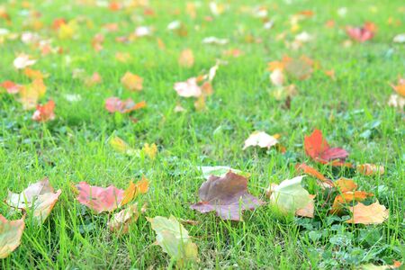 Maple leaves in beautiful autumn colours の写真素材