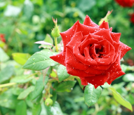 Rose after rain with drops の写真素材