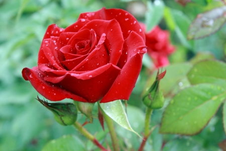 Rose after rain  Rose after rain with drops の写真素材