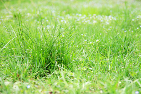 Spring greens  Green grass in the meadow 