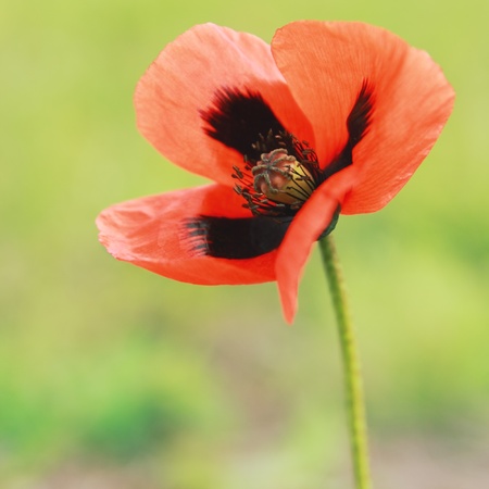 Red blossom poppy の写真素材