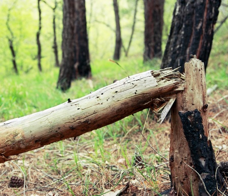 A broken tree in a pine forest  Spring forest  Finland の写真素材