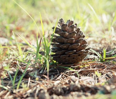Pine cone lying on the ground  Fallen cone の写真素材