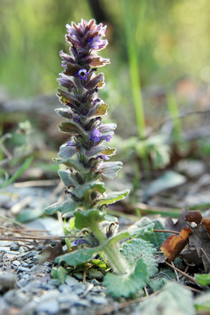 First spring wildflower Beautiful spring flower growing in the forestの写真素材