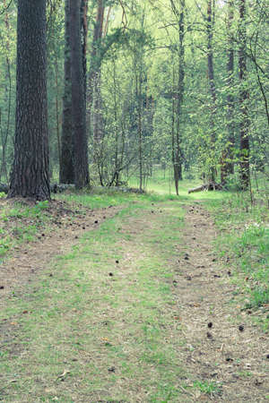 Winding path road in wild forest. Finland.の写真素材