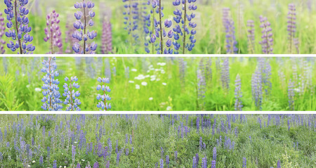 Three panoramas of a summer field, garden. 1 and 2 image have selective focus on left side. Lupine weadow with purple and blue flowers.の写真素材