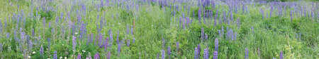Summer field panorama, garden. Selective focus on left side. Lupine weadow with purple and blue flowers.の写真素材