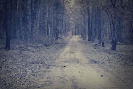 Road through a dark forest. Misty morgen forest.の写真素材