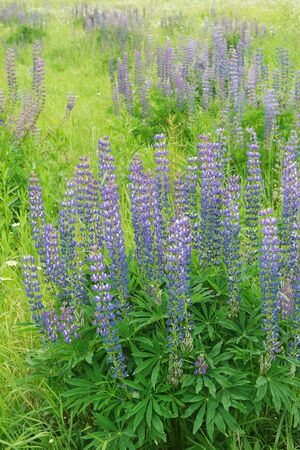 Spring field, garden, flowers. Tinted photo. Selective focus on front side. Lupine weadow with purple and blue flowers.の写真素材