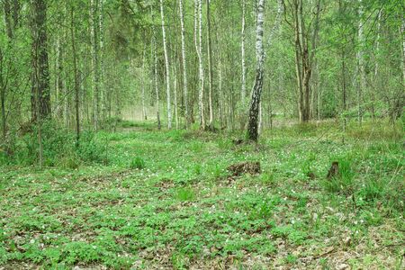 Wild forest, covert. Nature, trees in spring forest.の写真素材