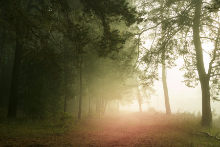 Beautiful woods in fog, sunrise in forest after rain. Country road in beautifull foggy forest.