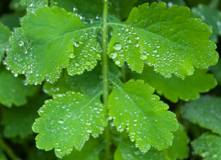Fresh green leaf after rain. Dewdrops on green plant (celandine).