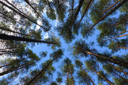 HIgh pine trees in forest at beautiful day. Pine forest and sky.