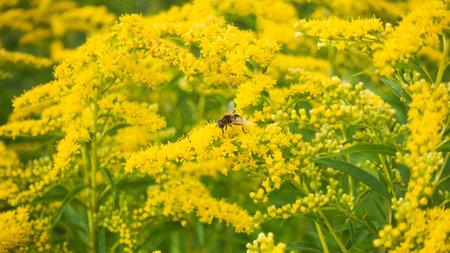 Bee on flower. Yellow flowers and a bee.の写真素材