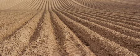Earth rows ready seeding. Cultivated seeding field ready for cultivation. 