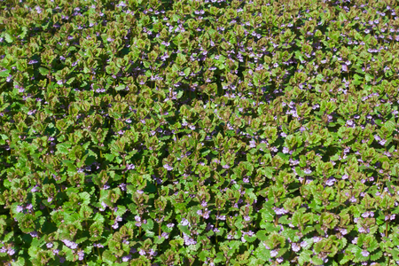 Beautiful small blue flowers and green grass, lawn.の写真素材
