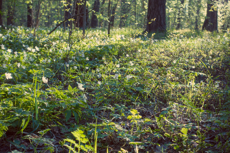 Beautiful spring forest and snowdrops, glade.の写真素材