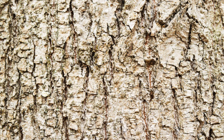 Photo of tree bark with natural pattern, fragment of oak bark.の写真素材